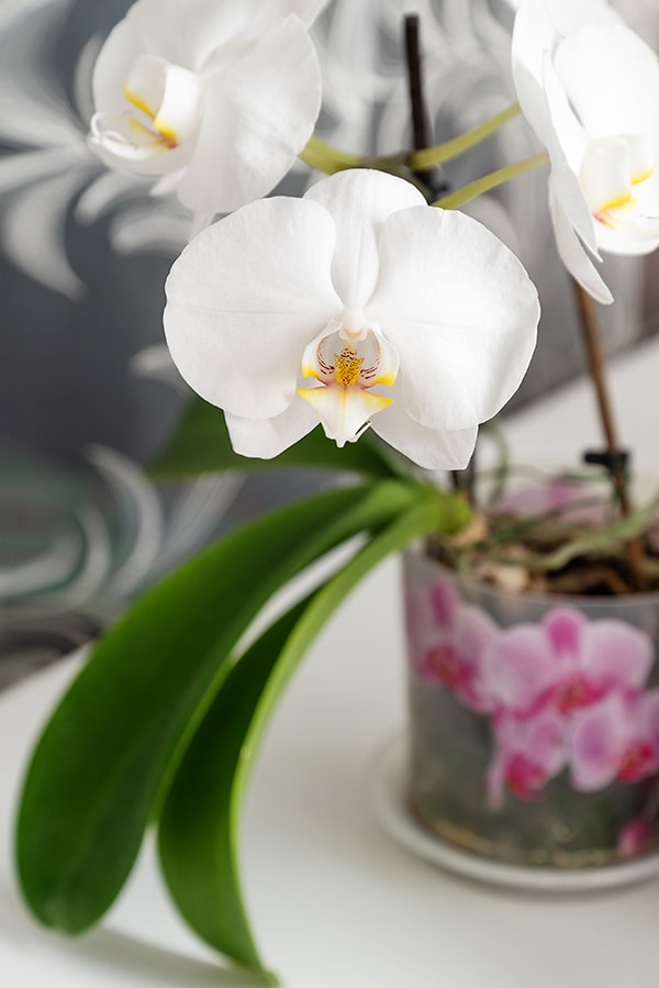 胡蝶蘭の鉢植えは基本的に家の中で育てます